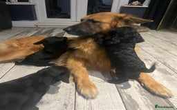 Mixed Breed dogs for sale: Bedlington cross cocker spaniel puppies  - Image 9