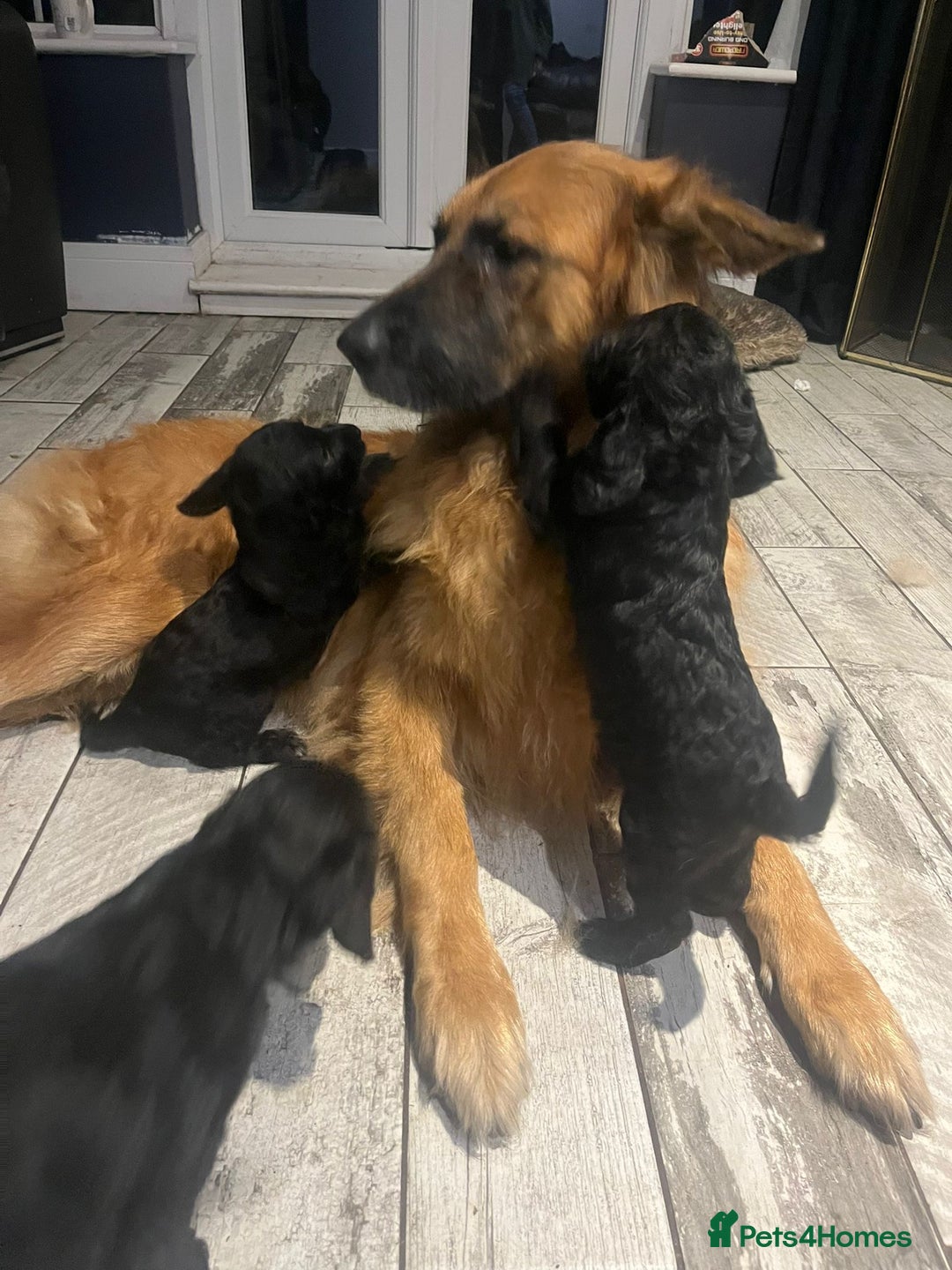 Mixed Breed dogs for sale: Bedlington cross cocker spaniel puppies  - Image 9