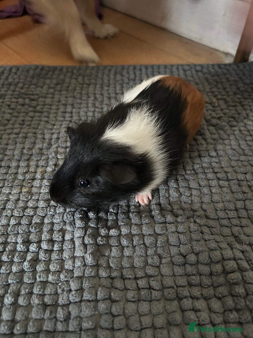 Guinea Pig rodents for sale: Guinea pigs for sale  - Image 5