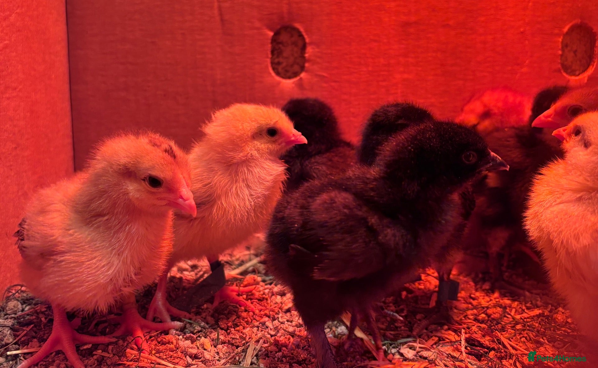 Chickens poultry Week Old Chicks (RIR, Leghorn, Orpington, Brahma) - Advert 2