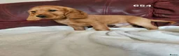 Cocker Spaniel dogs for sale: Cocker Spaniels Ready Now!!!!! - Advert 21