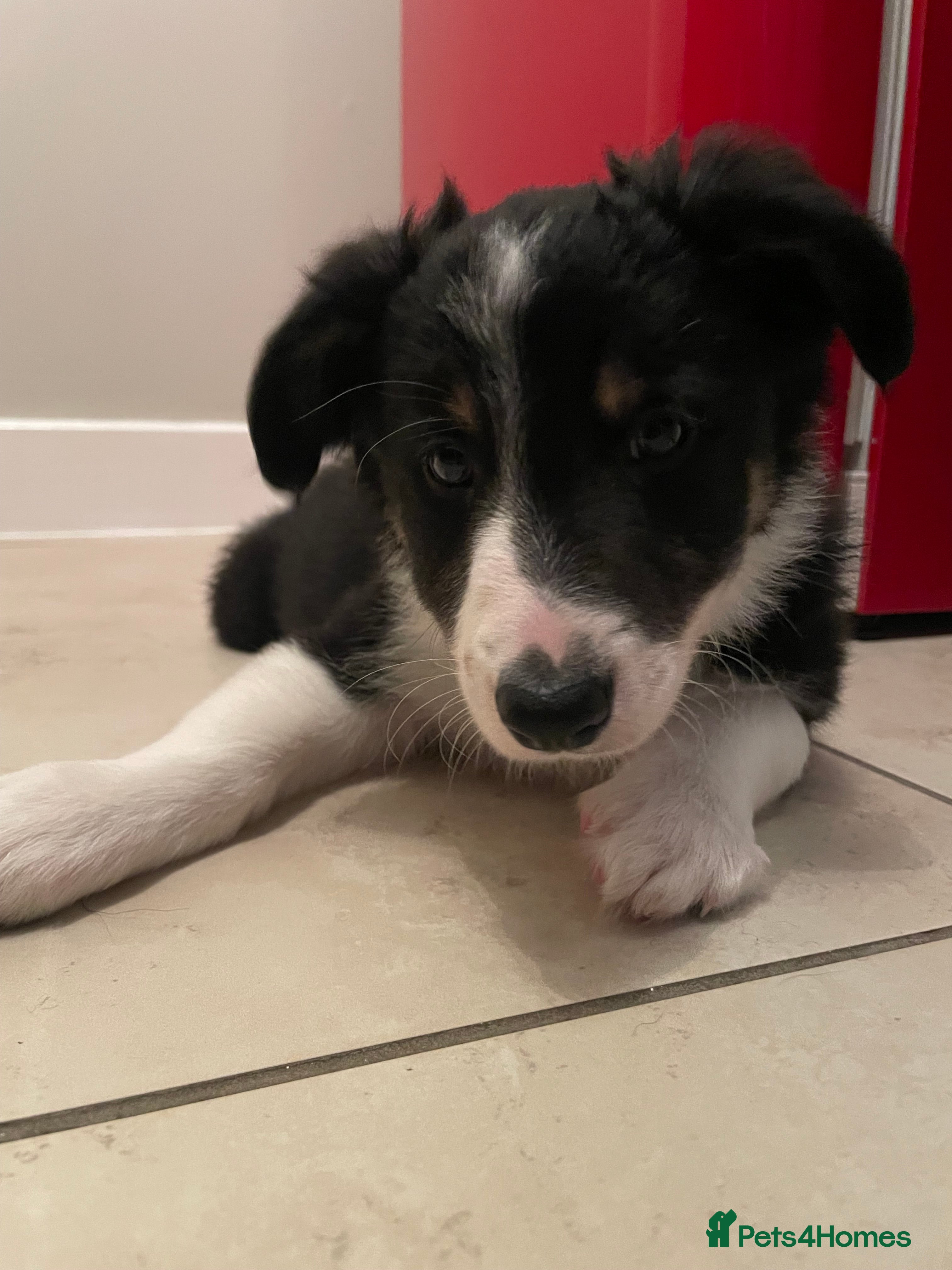 Australian Shepherd dogs Australian Shepherd Dogs  - Advert 2