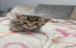 Bengal cats for sale: Bengal Cross Kittens  - Image 19