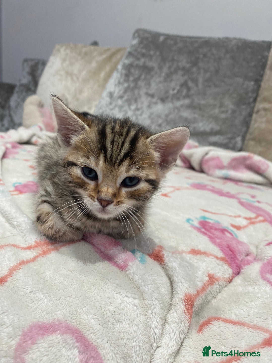 Bengal cats for sale: Bengal Cross Kittens  - Image 19