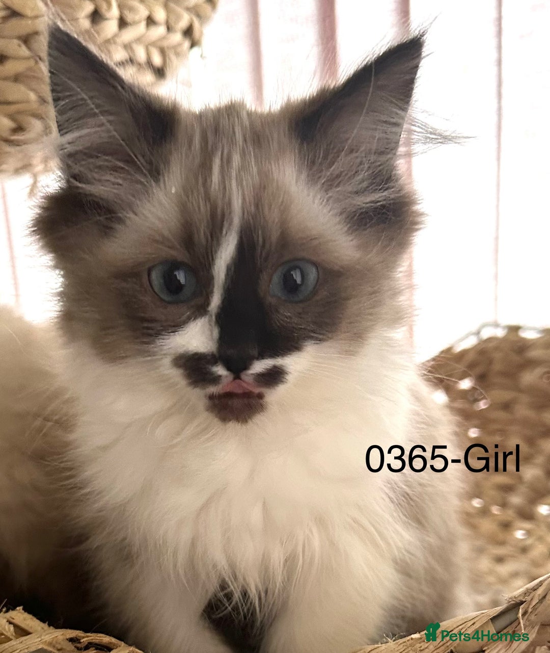 Ragdoll cats for sale: Gorgeous Ragdolls - Advert 8