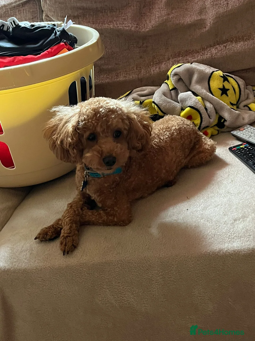 Toy Poodle dogs for stud: Dog stud - Advert 2