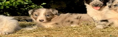 Border Collie 5