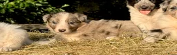 Border Collie dogs for sale: Beautiful Border Collies, proven agility obedience - Advert 19