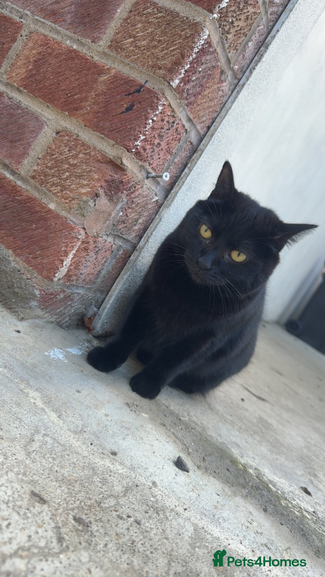 Mixed Breed cats for sale: Luna  - Advert 3