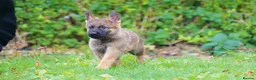 German Shepherd dogs for sale: German Shepherd puppies for sale!!! - Advert 12