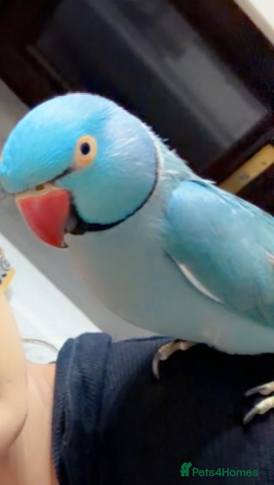 Parrots birds blue indian ringneck parrot - Advert 1