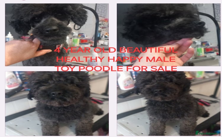 Toy Poodle dogs - Advert 7