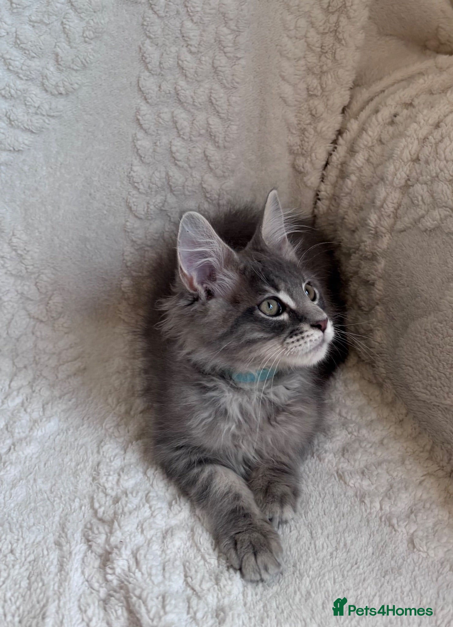 Maine Coon cats ❤️ Stunning Blue Silver Tabby Maine Coon Boy ❤️ - Advert 4
