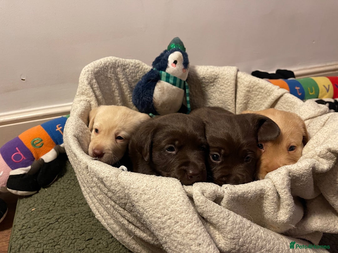 Labrador Retriever dogs for sale: Chunky Labrador Puppies (3 Girls & 2 Boys) - Advert 5