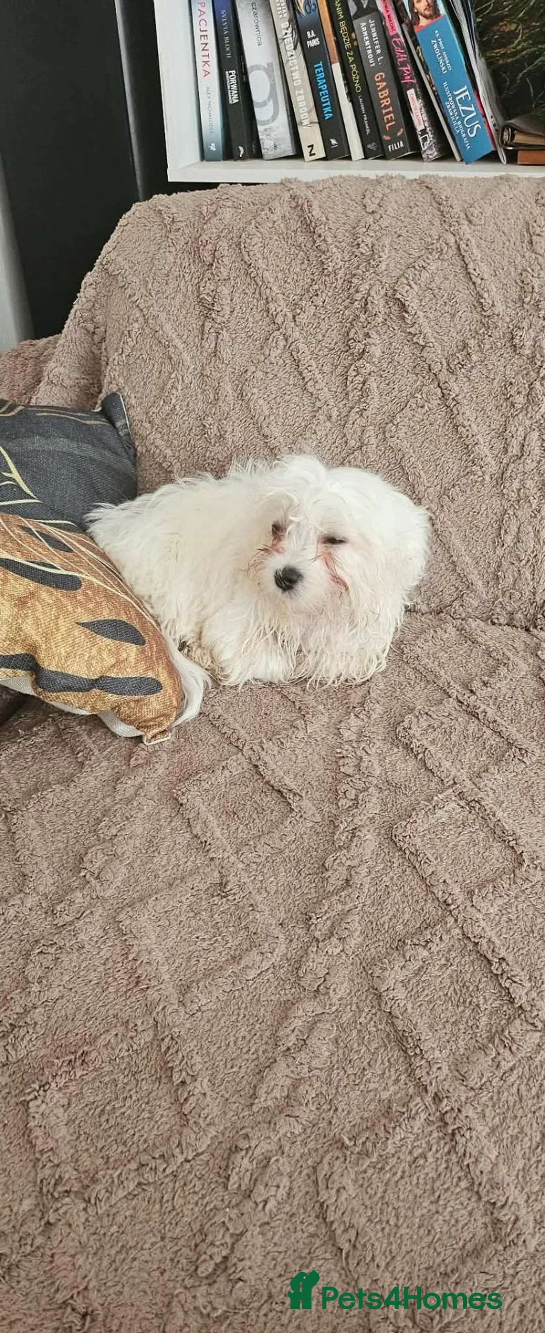 Maltese dogs for sale: Maltese Puppies Looking for Loving Forever Homes!  in Plymouth - Advert 5