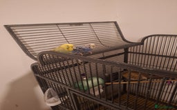 Parrots birds for sale: 4 sweet parrots - not sold separately. - Image 3