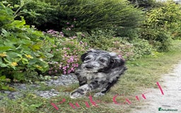 Goldendoodle dogs for sale:  F1b golden doodle puppies ready to go.  in Llandeilo - Image 3