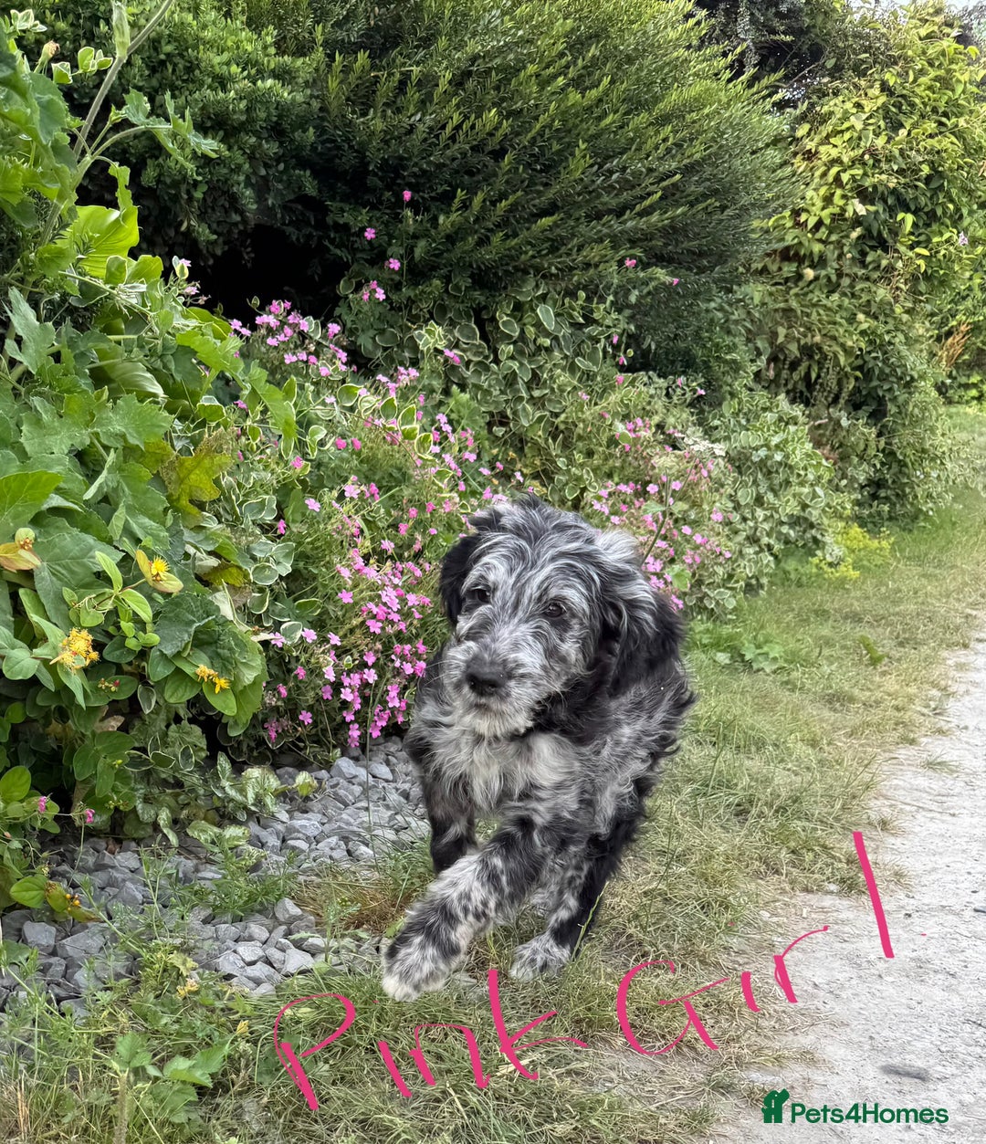 Goldendoodle dogs for sale:  F1b golden doodle puppies ready to go.  in Llandeilo - Image 3
