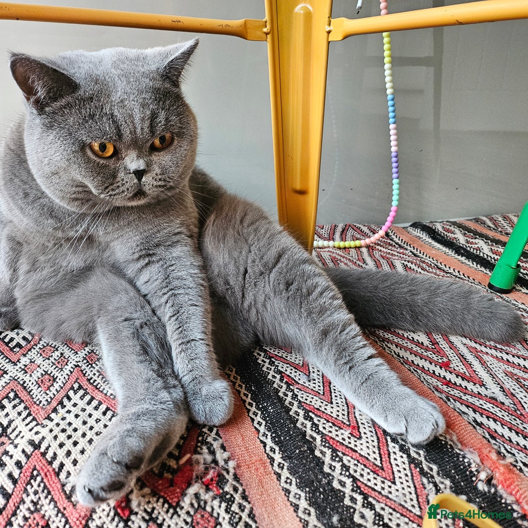 British Shorthair cats for sale: Male 3/4 BSH blue - Advert 4