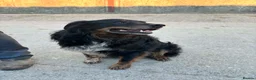 Border Collie dogs for sale: Stunning Border Collies For Sale! - Advert 5