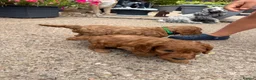 Cockapoo dogs for sale: Cockapoo puppies F1 (licensed breeder) - Advert 11
