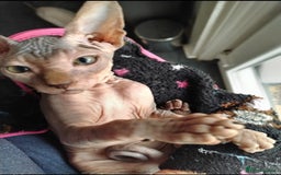 Sphynx cats for sale: Beautiful blue tabby girl - Advert 1