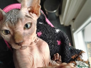 Sphynx cats for sale: Beautiful blue tabby girl - Advert 1