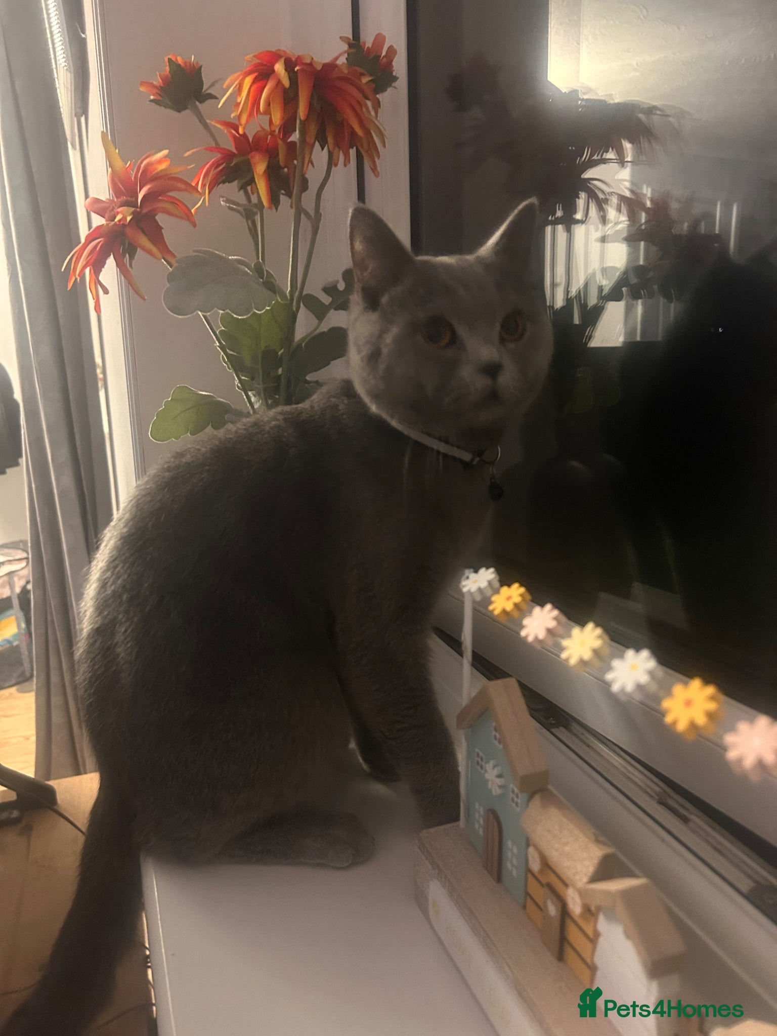 British Shorthair cats Male And Female British Shorthair 🐱 - Advert 13