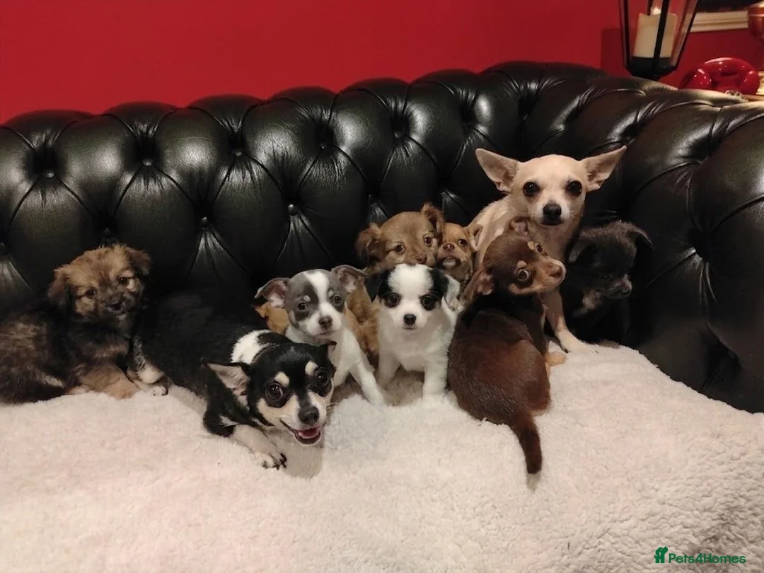 Chihuahua dogs for sale: Chihuahua Puppies for sale, Ready for loving homes - Advert 2