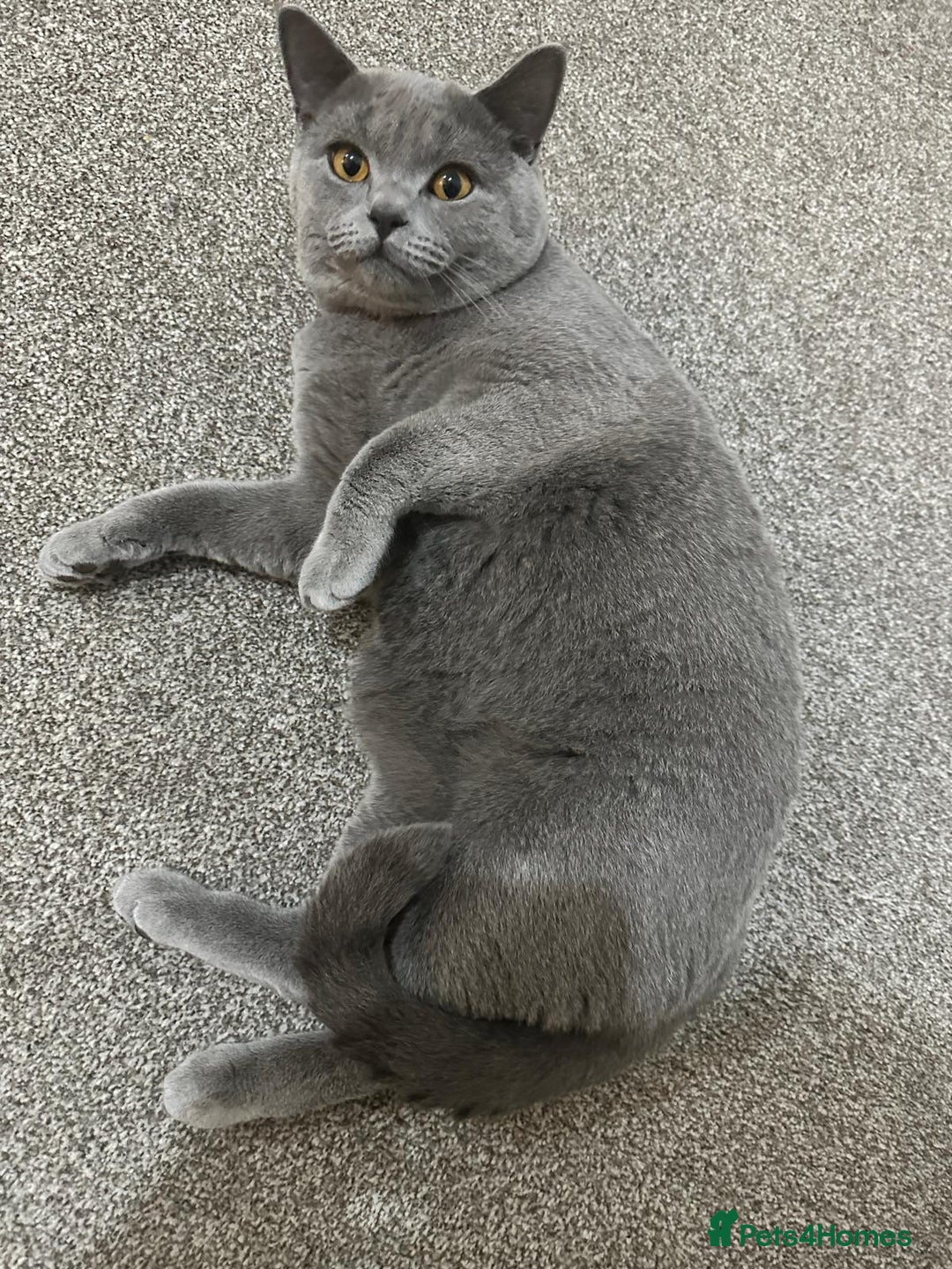 British Shorthair cats for sale: Purebred British Shorthair Male cat - Advert 6