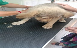 Mixed Breed dogs for adoption: 🐾 WINNIE - a Lovely young Girl, for a Loving Home - Image 7