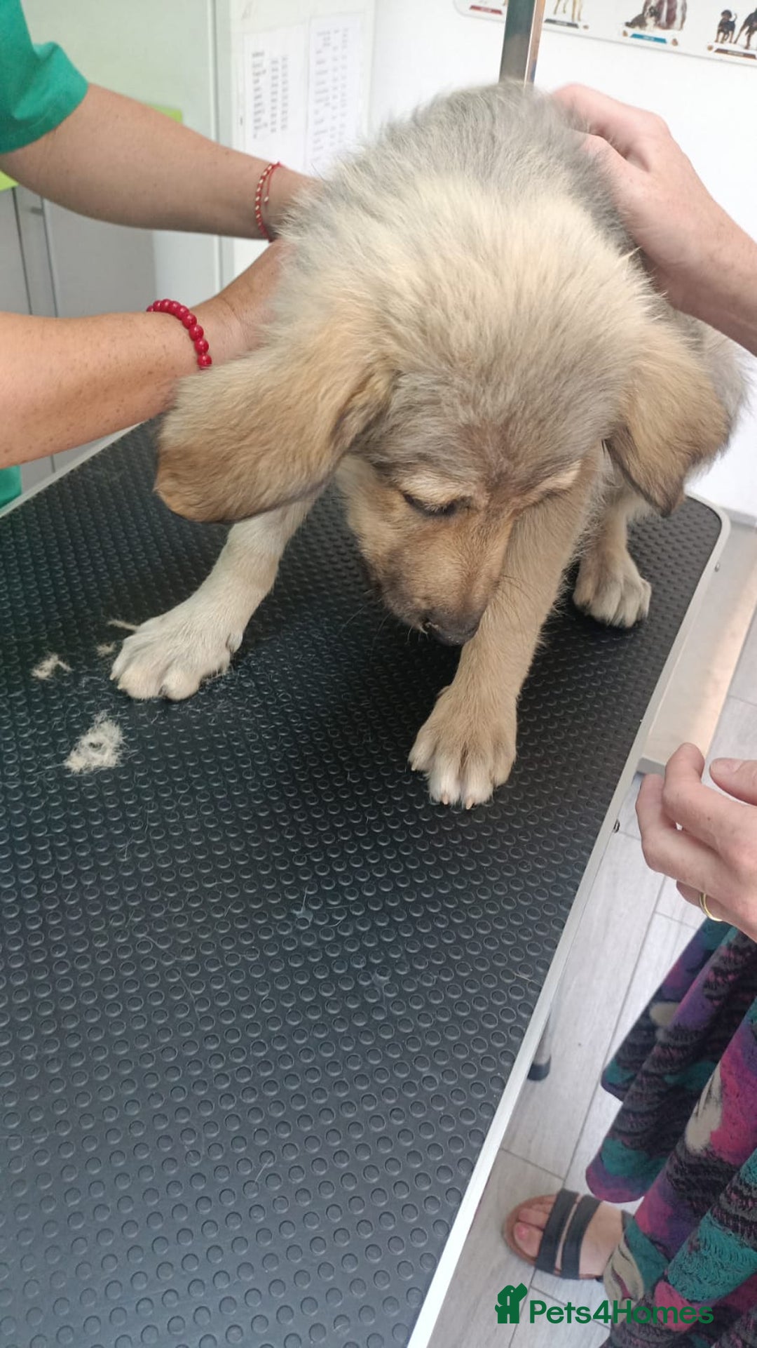 Mixed Breed dogs for adoption: 🐾 WINNIE - a Lovely young Girl, for a Loving Home - Image 7