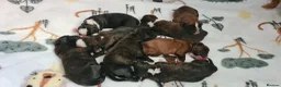 Boxer dogs for sale: Beautiful Puppies KC for Sale 🐶 - Advert 3