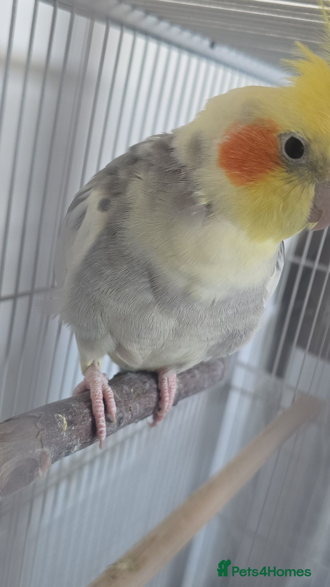 Cockatiels birds Cockatiel with cage - Advert 18