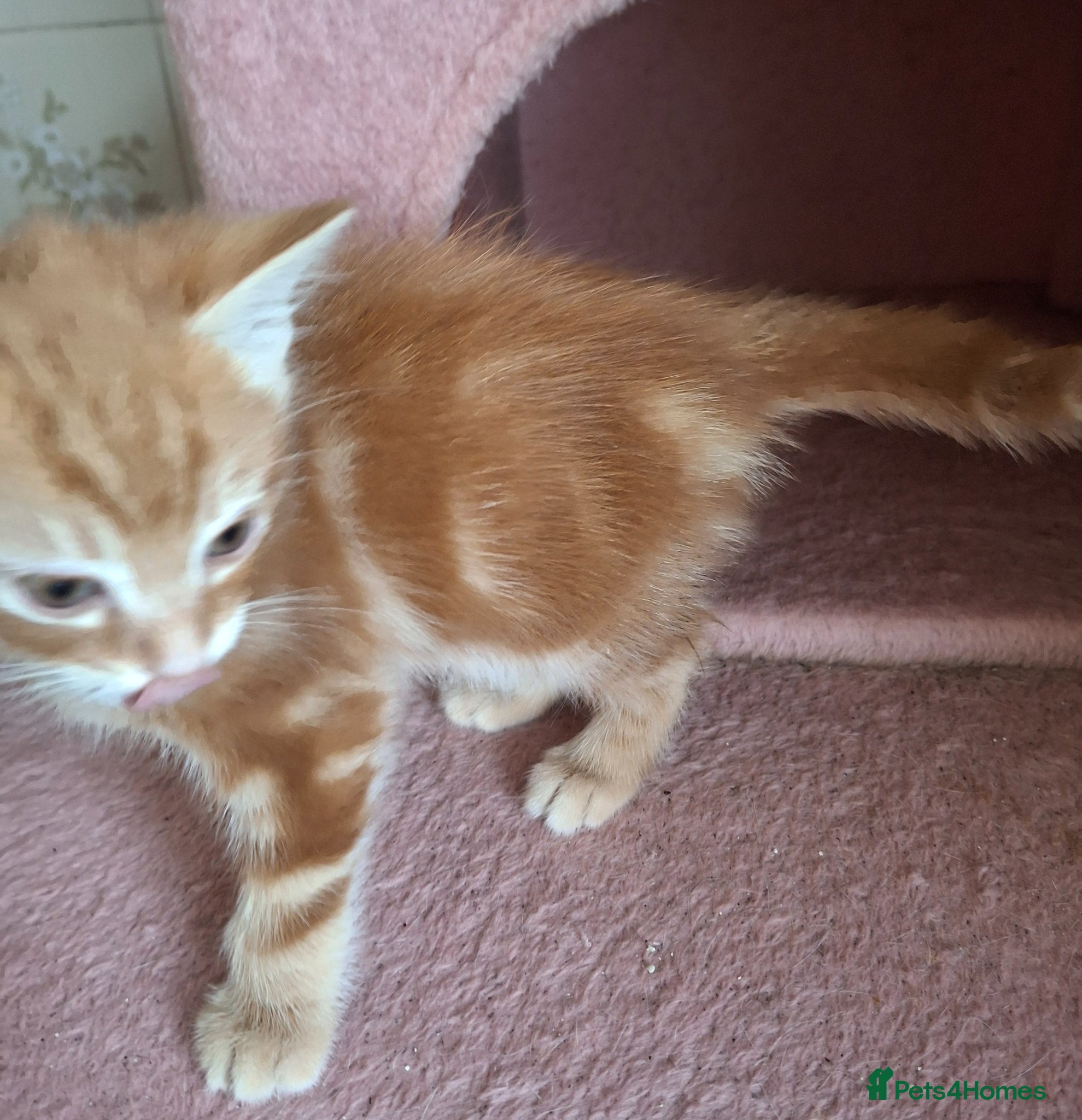 Mixed Breed cats for sale: 2 Beautiful Boys Available  - Advert 10