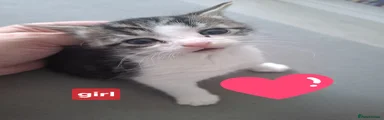 Domestic Shorthair Kitten 6