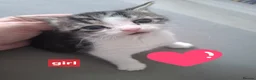 Domestic Shorthair cats for sale: Kittens - Advert 6