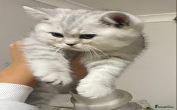 British Shorthair cats for sale: Pure breed British shorthair kittens - Image 2