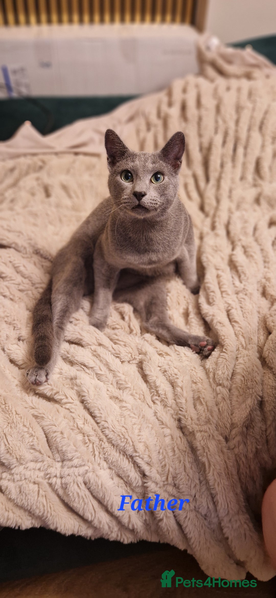 Russian Blue cats for sale: Amazing Russian Blue kittens 💙 - Advert 17
