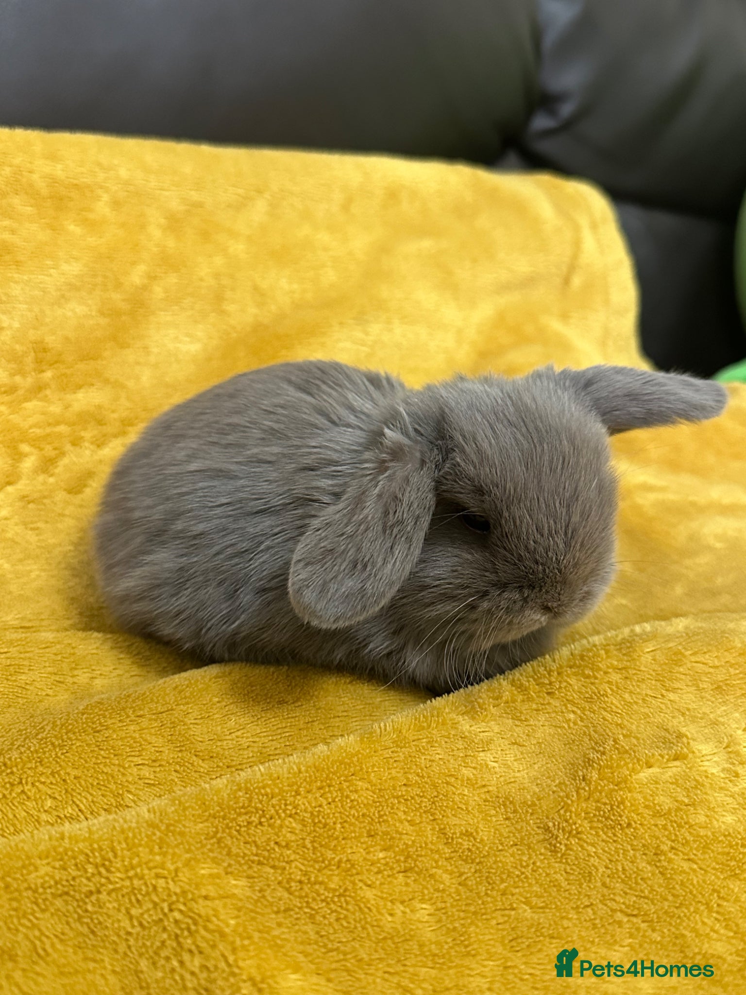 Mini Lop rabbits Beautiful Lilac Boy Mini Lop for sale  - Advert 18