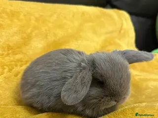 Mini Lop rabbits Beautiful Lilac Boy Mini Lop for sale - Advert 18
