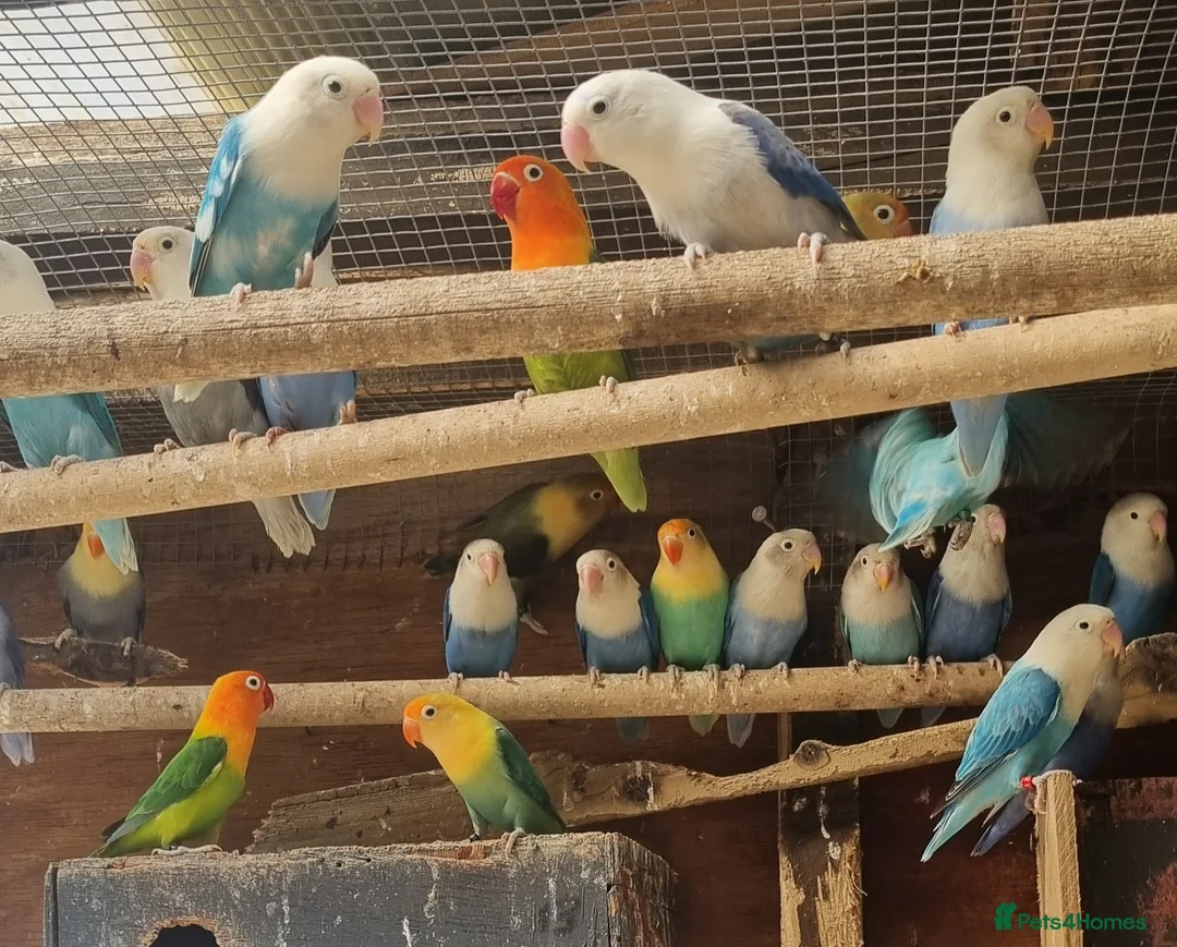 Lovebirds birds for sale: Lovebird fischer's opalines - Advert 15