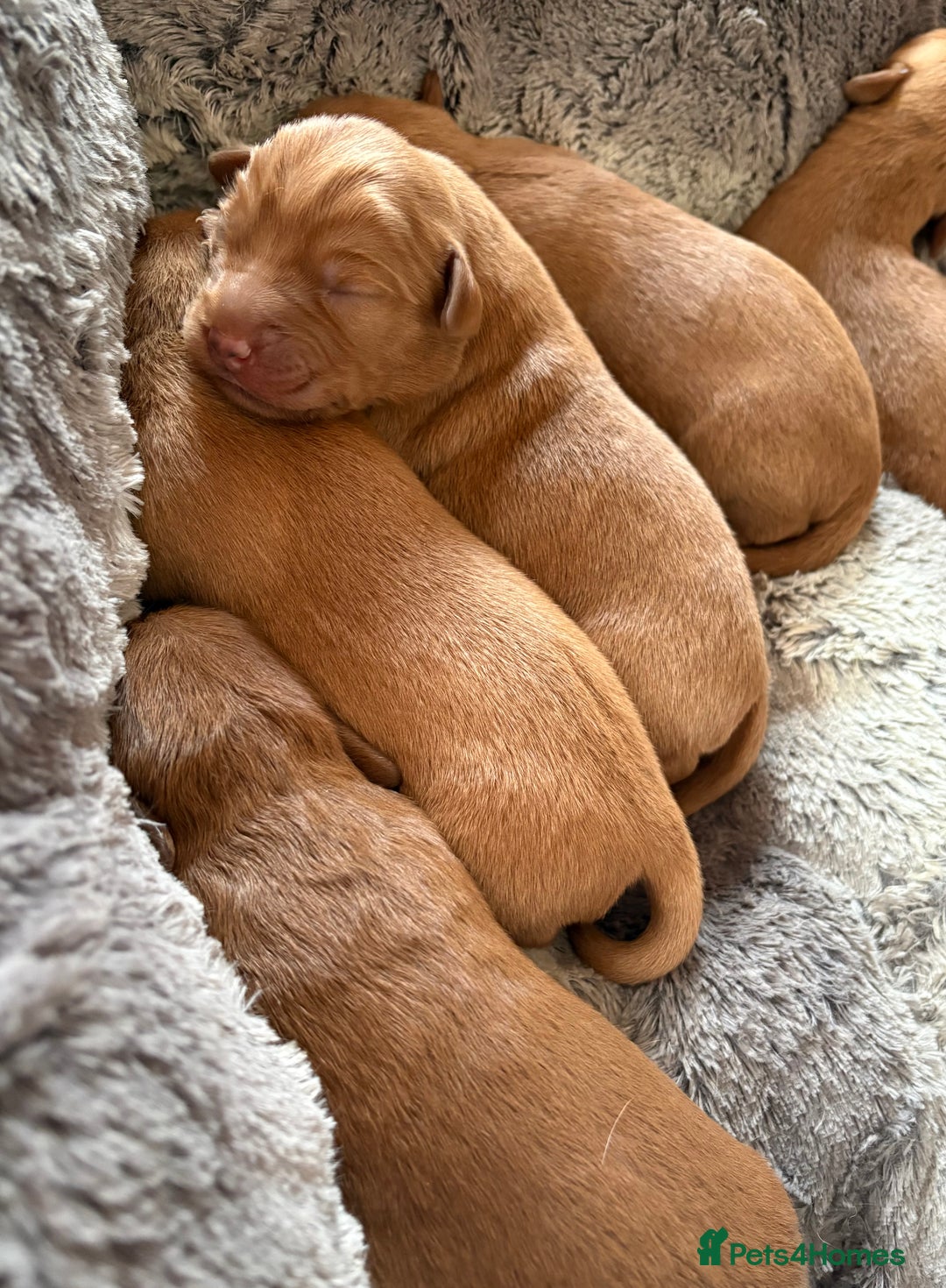 Labradoodle dogs for sale: Fully Health Tested Labradoodles F1B Deep Fox Red  - Advert 6