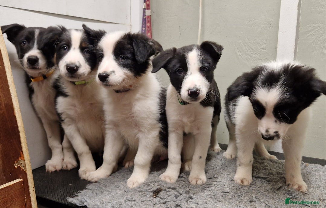 Border Collie dogs for sale: Fabulous Border Collie Pups - Image 2