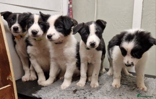 Border Collie dogs - Advert 6