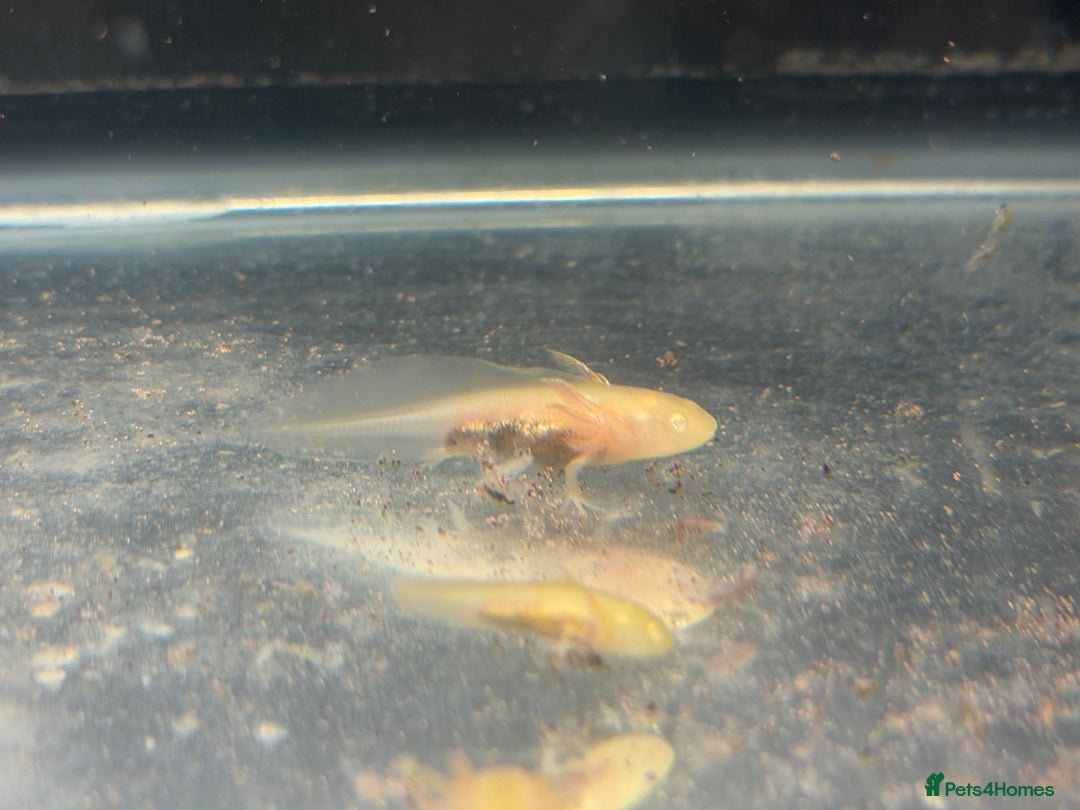 Axolotl reptiles for sale: Axolotl - Advert 13