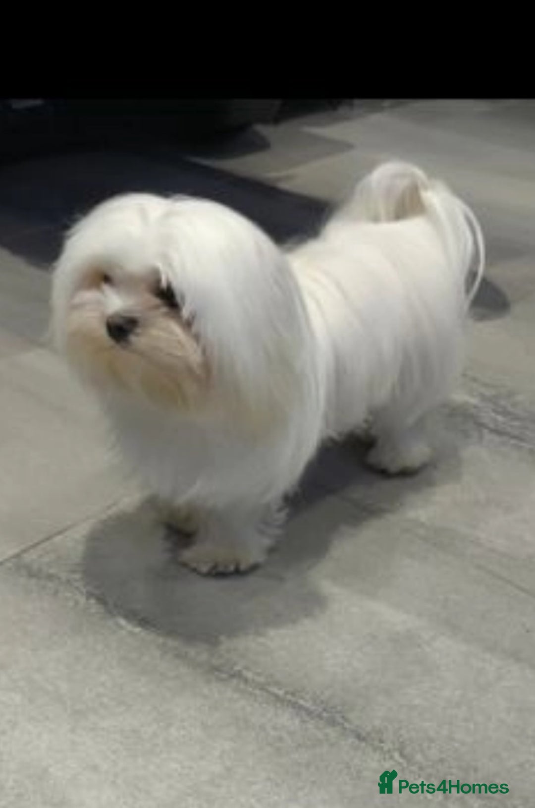 Maltese dogs for stud:  KC Maltese stud Korean line  in Derby - Advert 14