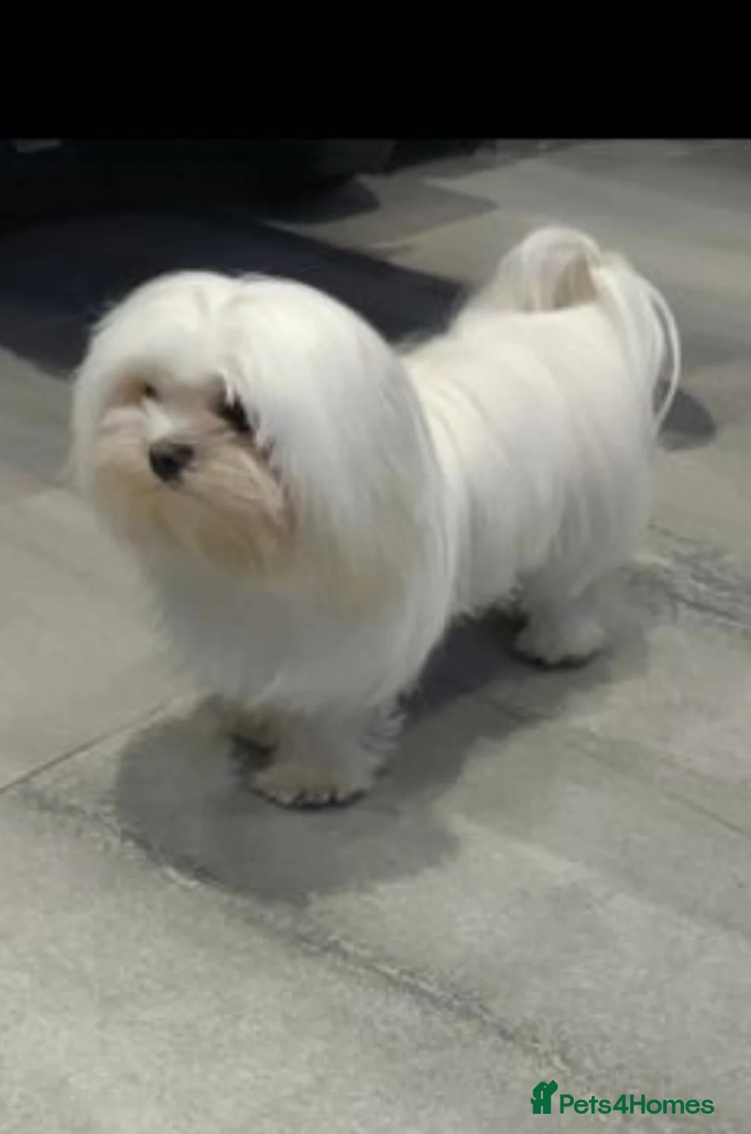 Maltese dogs for stud:  KC Maltese stud Korean line  in Derby - Advert 14