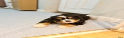 Bernese Mountain Dog dogs for sale: Lovely Bernese Mountain Male Puppy - Advert 4