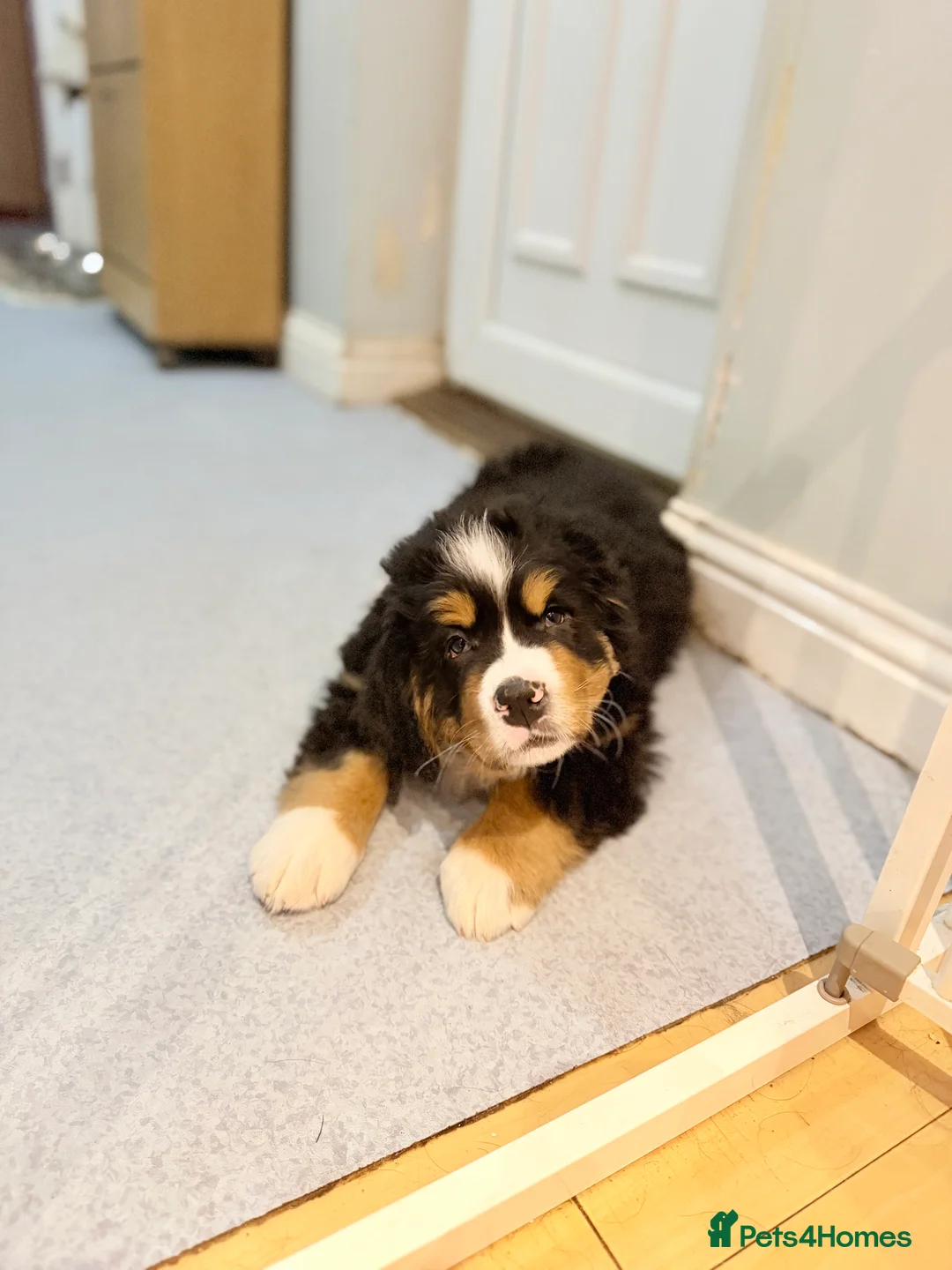 Bernese Mountain Dog dogs for sale: Lovely Bernese Mountain Male Puppy - Advert 4